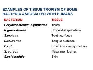 BACTERIUM TISSUE
Corynebacterium diphtheriae Throat
N.gonorrhoeae Urogenital epithelium
S.mutans Tooth surfaces
S.salivarius Tongue surfaces
E.coli Small intestine epithelium
S. aureus Nasal membranes
S.epidermidis Skin
EXAMPLES OF TISSUE TROPISM OF SOME
BACTERIA ASSOCIATED WITH HUMANS
 