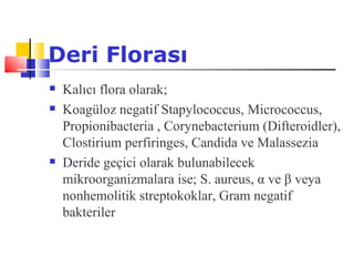 Deri Florası
   Kalıcı flora olarak;
   Koagüloz negatif Stapylococcus, Micrococcus,
    Propionibacteria , Corynebacterium (Difteroidler),
    Clostirium perfiringes, Candida ve Malassezia
   Deride geçici olarak bulunabilecek
    mikroorganizmalara ise; S. aureus, α ve β veya
    nonhemolitik streptokoklar, Gram negatif
    bakteriler
 