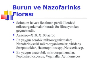 Burun ve Nazofarinks
Florası
   Solunum havası ile alınan partiküllerdeki
    mikroorganizmalar burada ön filtrasyondan
    geçmektedir.
   Anaerop=X10, X100 aerop
   En yaygın aerobik mikroorganizmalar;
    Nazofarinksteki mikroorganizmalar, viridans
    Streptokoklar, Haemophilus spp.,Neisseria ssp.
   En yaygın anaerobik mikroorganizmalar;
    Peptostreptoccocus, Veginalla, Actinomyces
 