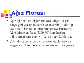 Ağız Florası
   Ağız içi dokular, dişler, mukoza, dişeti, dişeti
    oluğu gibi yüzeyler, aerob ve anaerob (> xl012/gr
    yaş örnek) bir çok mikroorganizmayı barındırır.
    Ağız içinde en fazla (%30-60) karşılaşılan
    mikroorganizma cinsi viridans streptokoklardır.
   Çocuklarda gençlerde ve erişkin ağızlarında en
    yaygın cins Streptococcus mutans ve S. sanguis'a
 