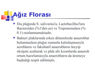 Ağız Florası
   Diş plağında S. salivarius'a, Lactobacillus'lara
    Bacteroides (%1'den az) ve Treponemalara (%
    0.1) rastlanmamaktadır.
   Bakteri plaklarında erken dönemlerde anaeroblar
    bulunmazken plağın zamanla kalınlaşmasıyla
    aerobların ve fakultatif anaerobların üreyip
    oksijeni azaltarak ve plak altı kısımlarda anaerob
    ortam hazırlamasıyla anaerobların da üremeye
    başladığı tespit edilmiştir,
 