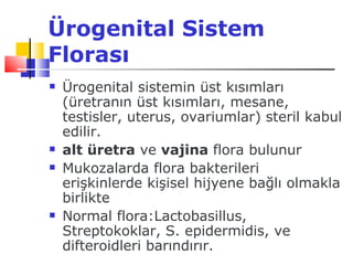 Ürogenital Sistem
Florası
   Ürogenital sistemin üst kısımları
    (üretranın üst kısımları, mesane,
    testisler, uterus, ovariumlar) steril kabul
    edilir.
   alt üretra ve vajina flora bulunur
   Mukozalarda flora bakterileri
    erişkinlerde kişisel hijyene bağlı olmakla
    birlikte
   Normal flora:Lactobasillus,
    Streptokoklar, S. epidermidis, ve
    difteroidleri barındırır.
 
