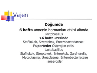 Vajen
                Doğumda
  6 hafta annenin hormanları etkisi altında
                    Lactobasillus
                >6 hafta üzerinde
    Stafilokok, Streptokok, Enterobacteriaceae
            Pupertede: Österojen etkisi
                    Lactobasillus
  Stafilokok, Streptokok, Enterokok, Gardnerella,
   Mycoplasma, Ureaplasma, Enterobacteriaceae
                      anaeroplar
 