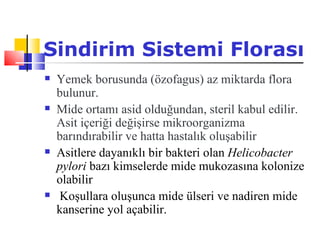 Sindirim Sistemi Florası
   Yemek borusunda (özofagus) az miktarda flora
    bulunur.
   Mide ortamı asid olduğundan, steril kabul edilir.
    Asit içeriği değişirse mikroorganizma
    barındırabilir ve hatta hastalık oluşabilir
   Asitlere dayanıklı bir bakteri olan Helicobacter
    pylori bazı kimselerde mide mukozasına kolonize
    olabilir
   Koşullara oluşunca mide ülseri ve nadiren mide
    kanserine yol açabilir.
 