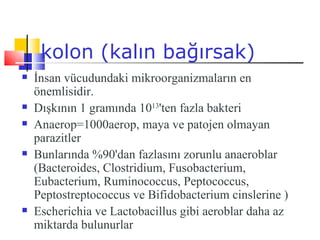 kolon (kalın bağırsak)
   İnsan vücudundaki mikroorganizmaların en
    önemlisidir.
   Dışkının 1 gramında 1013'ten fazla bakteri
   Anaerop=1000aerop, maya ve patojen olmayan
    parazitler
   Bunlarında %90'dan fazlasını zorunlu anaeroblar
    (Bacteroides, Clostridium, Fusobacterium,
    Eubacterium, Ruminococcus, Peptococcus,
    Peptostreptococcus ve Bifidobacterium cinslerine )
   Escherichia ve Lactobacillus gibi aeroblar daha az
    miktarda bulunurlar
 