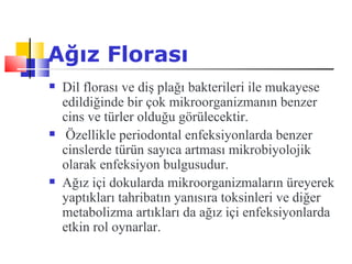 Ağız Florası
   Dil florası ve diş plağı bakterileri ile mukayese
    edildiğinde bir çok mikroorganizmanın benzer
    cins ve türler olduğu görülecektir.
    Özellikle periodontal enfeksiyonlarda benzer
    cinslerde türün sayıca artması mikrobiyolojik
    olarak enfeksiyon bulgusudur.
   Ağız içi dokularda mikroorganizmaların üreyerek
    yaptıkları tahribatın yanısıra toksinleri ve diğer
    metabolizma artıkları da ağız içi enfeksiyonlarda
    etkin rol oynarlar.
 