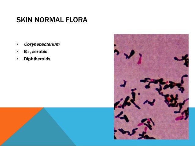 normal flora of skin skin flora