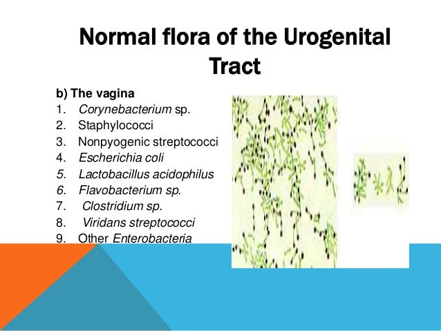 normal flora of skin skin flora