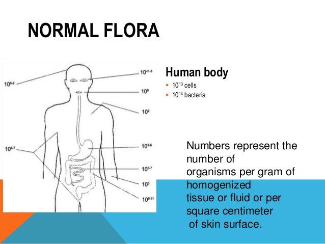 Normal Flora - Medical Microbiology - NCBI Bookshelf