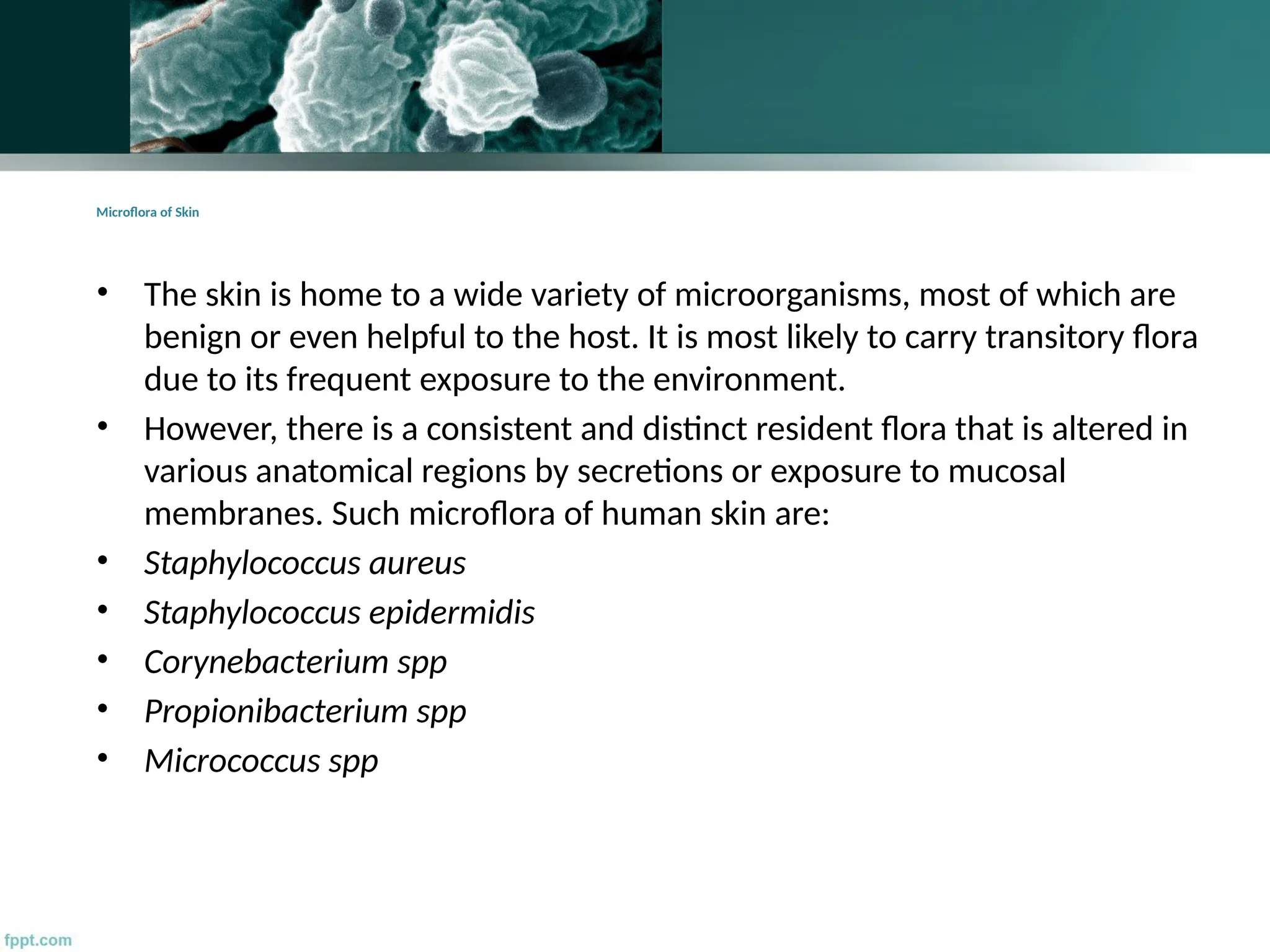 Microflora Examples Normal flora present inside human body | PPTX