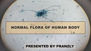 NORMAL FLORA OF HUMAN BODY
PRESENTED BY PRANZLY
 