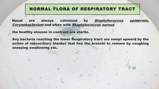 NORMAL FLORA OF RESPIRATORY TRACT
• Nasal are always colonized by Staphylococcus epidermis,
Corynebacterium and often with Staphylococcus aureus
• the healthy sinuses in contrast are sterile.
• Any bacteria reaching the lower Respiratory tract are swept upward by the
action of mucociliary blanket that line the bronchi to remove by coughing
sneezing swallowing etc.
 