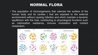 Normal Flora Examples Comprehensive Overview of Human Normal Flora and Microbiome Functions ...
