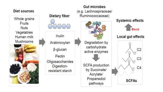 Normal Flora Function Comprehensive Overview of Human Normal Flora and Microbiome Functions ...