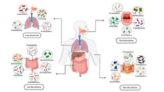 Normal Flora Function Comprehensive Overview of Human Normal Flora and Microbiome Functions ...