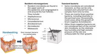 Normal Flora Function Comprehensive Overview of Human Normal Flora and Microbiome Functions ...