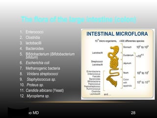 Normal flora (rby) | PPT