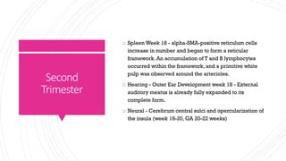 Opercularization Normal foetal development and assessment of growth final | PDF