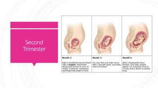 Normal foetal development and assessment of growth final | PDF