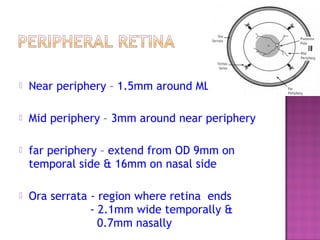 Normal fundus | PPT