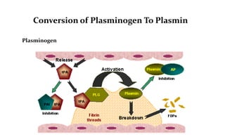 Conversion of Plasminogen To Plasmin
Plasminogen
 