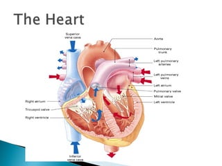 Normal heart,fetal elkhatib