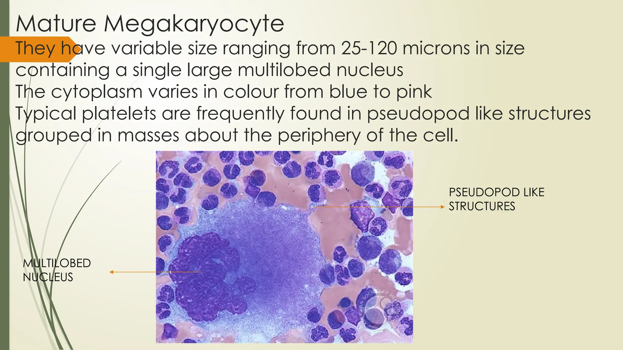 Normal Hem NORMAL HEMATOPOIESIS AND IDENTIFICATION OF VARIOUS PRECURSORS 2.0.pptx