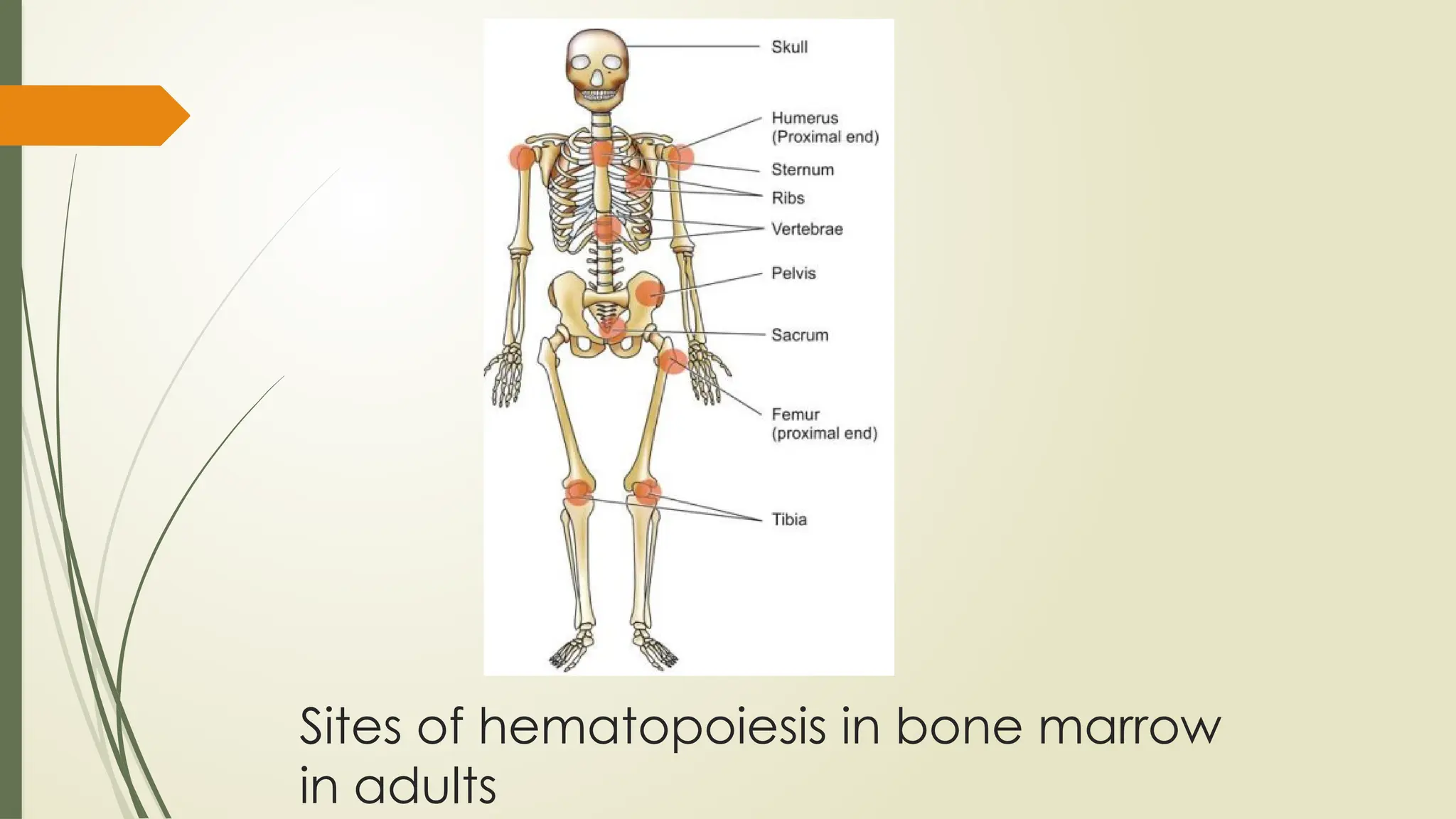 NORMAL HEMATOPOIESIS AND IDENTIFICATION OF VARIOUS PRECURSORS 2.0.pptx
