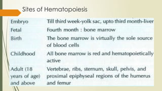 Normal Hem NORMAL HEMATOPOIESIS AND IDENTIFICATION OF VARIOUS PRECURSORS 2.0.pptx
