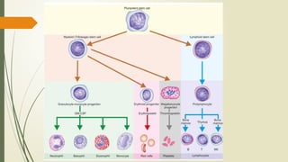 Normal Hem NORMAL HEMATOPOIESIS AND IDENTIFICATION OF VARIOUS PRECURSORS 2.0.pptx