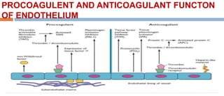 PROCOAGULENT AND ANTICOAGULANT FUNCTON
OF ENDOTHELIUM
 