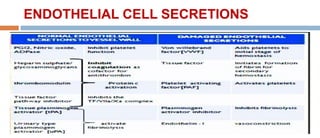 ENDOTHELIAL CELL SECRETIONS
 