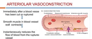 ARTERIOLAR VASOCONSTRICTION
Immediately after a blood vessel
has been cut or ruptured
Smooth muscle in blood vessel
wall contracts
Instantaneously reduces the
flow of blood from the ruptured
vessel
 