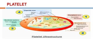 PLATELET
 
