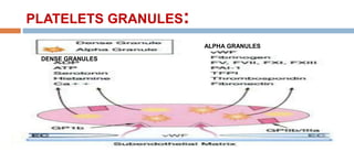 PLATELETS GRANULES:
ALPHA GRANULES
DENSE GRANULES
 