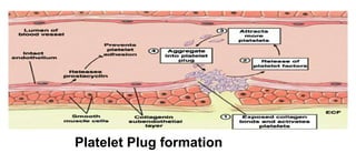 Platelet Plug formation
 