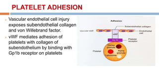 PLATELET ADHESION
 Vascular endothelial cell injury
exposes subendothelial collagen
and von Willebrand factor.
 vWF mediates adhesion of
platelets with collagen of
subendothelium by binding with
Gp1b receptor on platelets
 