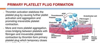 PRIMARY PLATELET PLUG FORMATION
 Thrombin activation stabilizes the
platelet plug by causing further platlet
activation and aggregation and
promoting irreversible platelet
contraction.
 More and more platelet aggregation,
cross bridging between platelets with
fibringen and irreversible platelet
contraction by thrombin form primary
platelet plug which temporary closes
 