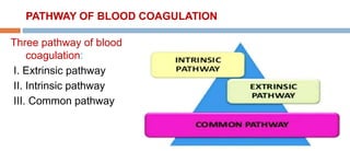 PATHWAY OF BLOOD COAGULATION
Three pathway of blood
coagulation:
I. Extrinsic pathway
II. Intrinsic pathway
III. Common pathway
 