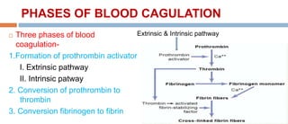 PHASES OF BLOOD CAGULATION
 Three phases of blood
coagulation-
1.Formation of prothrombin activator
I. Extrinsic pathway
II. Intrinsic patway
2. Conversion of prothrombin to
thrombin
3. Conversion fibrinogen to fibrin
Extrinsic & Intrinsic pathway
 