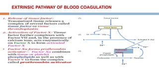 EXTRINSIC PATHWAY OF BLOOD COAGULATION
Prothrombin
activator
 