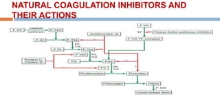 NATURAL COAGULATION INHIBITORS AND
THEIR ACTIONS
 