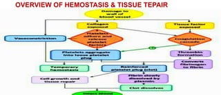 OVERVIEW OF HEMOSTASIS & TISSUE TEPAIR
 