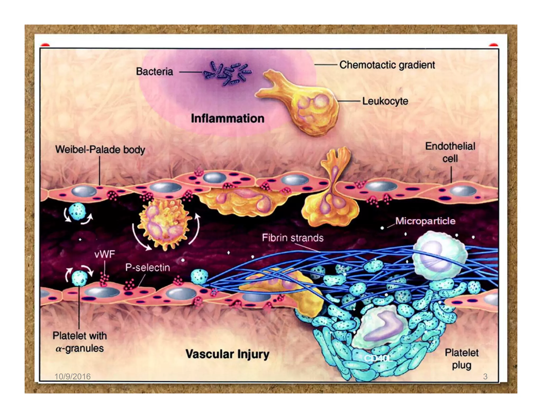 Normal hemostasis and coagulation | PDF