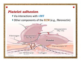 Platelet adhesionPlatelet adhesion
Via interactions with vWF
Other components of the ECM (e.g., fibronectin)
10/9/2016 14
 