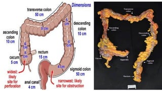 Normal histology of colon- a short approach.pptx
