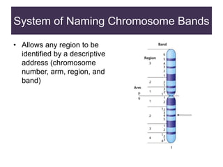 System of Naming Chromosome Bands
• Allows any region to be
identified by a descriptive
address (chromosome
number, arm, region, and
band)
 