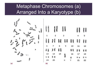 Metaphase Chromosomes (a)
Arranged Into a Karyotype (b)
 