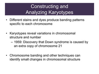 Constructing and
Analyzing Karyotypes
• Different stains and dyes produce banding patterns
specific to each chromosome
• Karyotypes reveal variations in chromosomal
structure and number
– 1959: Discovery that Down syndrome is caused by
an extra copy of chromosome 21
• Chromosome banding and other techniques can
identify small changes in chromosomal structure
 