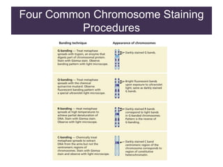 Four Common Chromosome Staining
Procedures
 